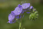 Fuzzy phacelia